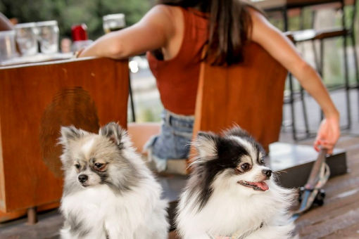 Sirva-se na Choperia Cervogia